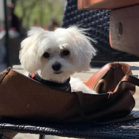 Hanza Tower White 24 Pool & Jacussi Apartment